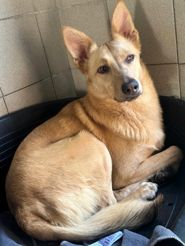 Manuel Cagnolino Timido